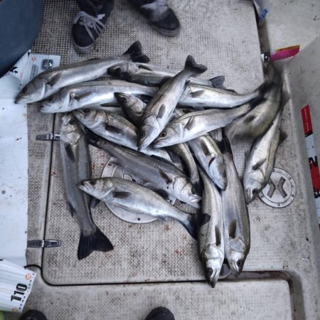 ズズキ・鯛・アコウ・ヒラメ